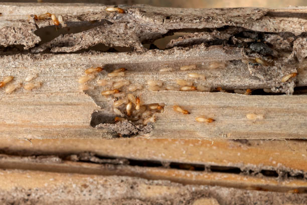 Best Ant Control Services  in Somerset, KY
